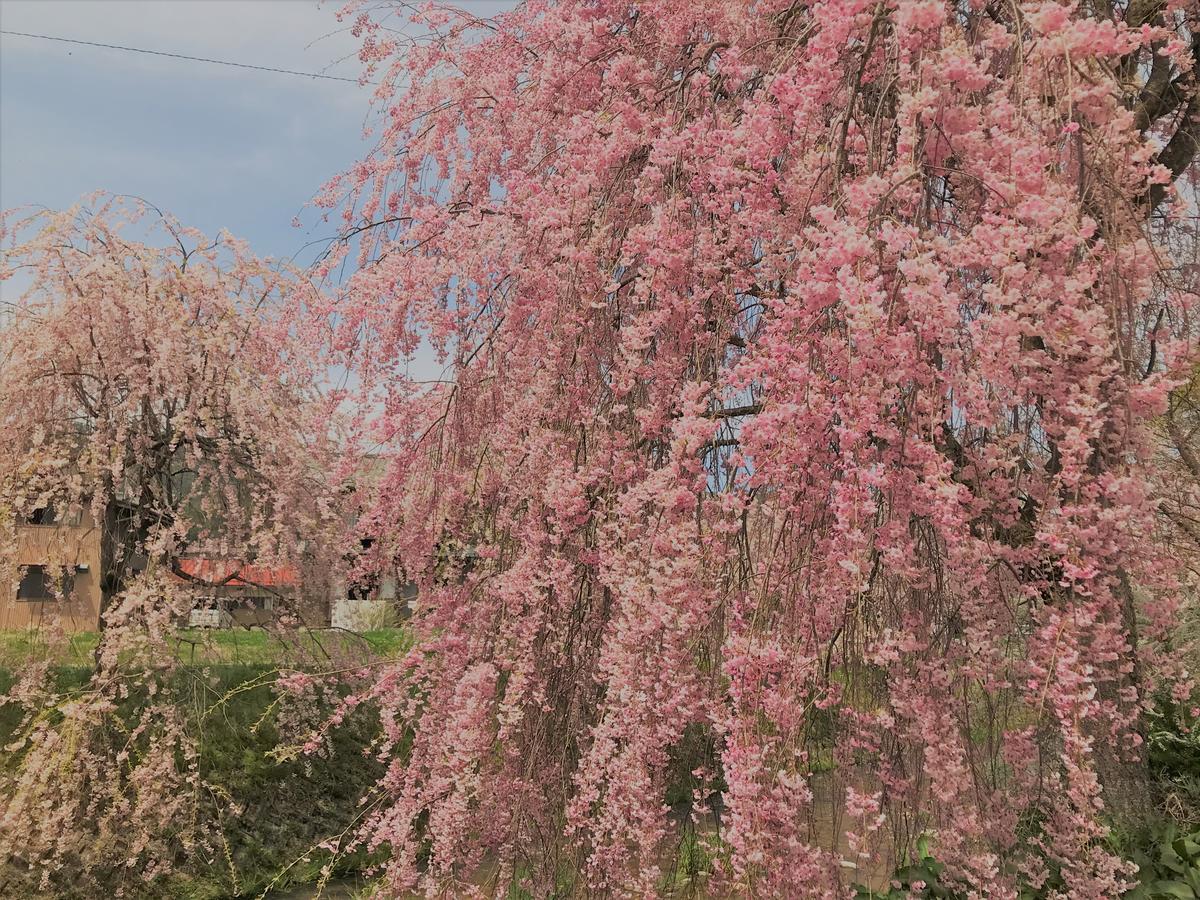 Guesthouse Daruma Такаяма Екстер'єр фото
